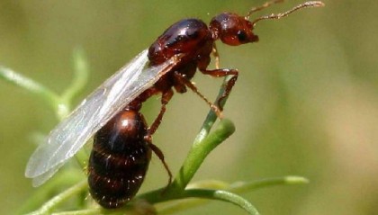 男子被红火蚁咬伤住院治疗抢救无效死亡，意外伤害险理赔遭拒！判了