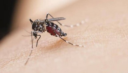 世界上唯一没有蚊子的国家，首次发现蚊子！