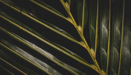 百年废纸堆里的惊人发现！欧洲植物多样性26%消失，人类该反思什么？