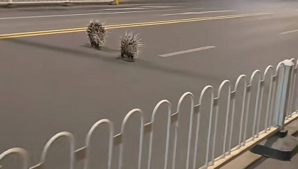 南京街头现两只豪猪横穿马路在人行道上狂奔，当地：有人报过警没抓着，现在应该跑远