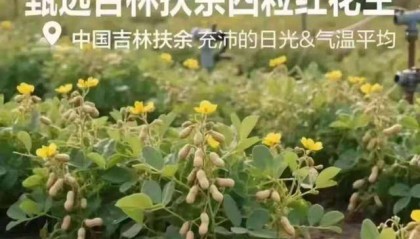 “花生上树”宣传图系AI生成？良品铺子致歉：已对相关页面修正
