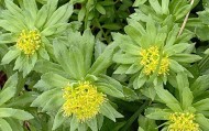 时隔30余年 黑龙江再发现国家二级保护野生植物莼菜