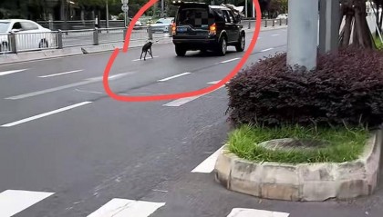 成都街头有人边开车边“遛狗” 拍摄者：事发主干道，担心带来交通隐患