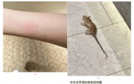 女子称入住全季酒店半夜被老鼠咬醒