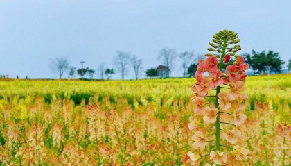 清明节赏花游火爆 机票、酒店搜索热度高