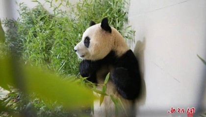 爆火！“顶流”将复出，多平台已无法购票