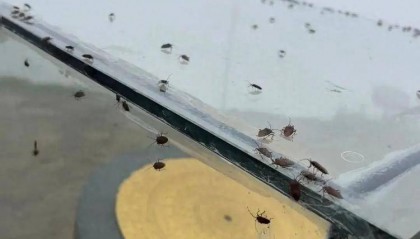 游客吐槽武功山臭屁虫“密密麻麻,臭气熏天”,景区:不咬人,建议穿长袖长裤