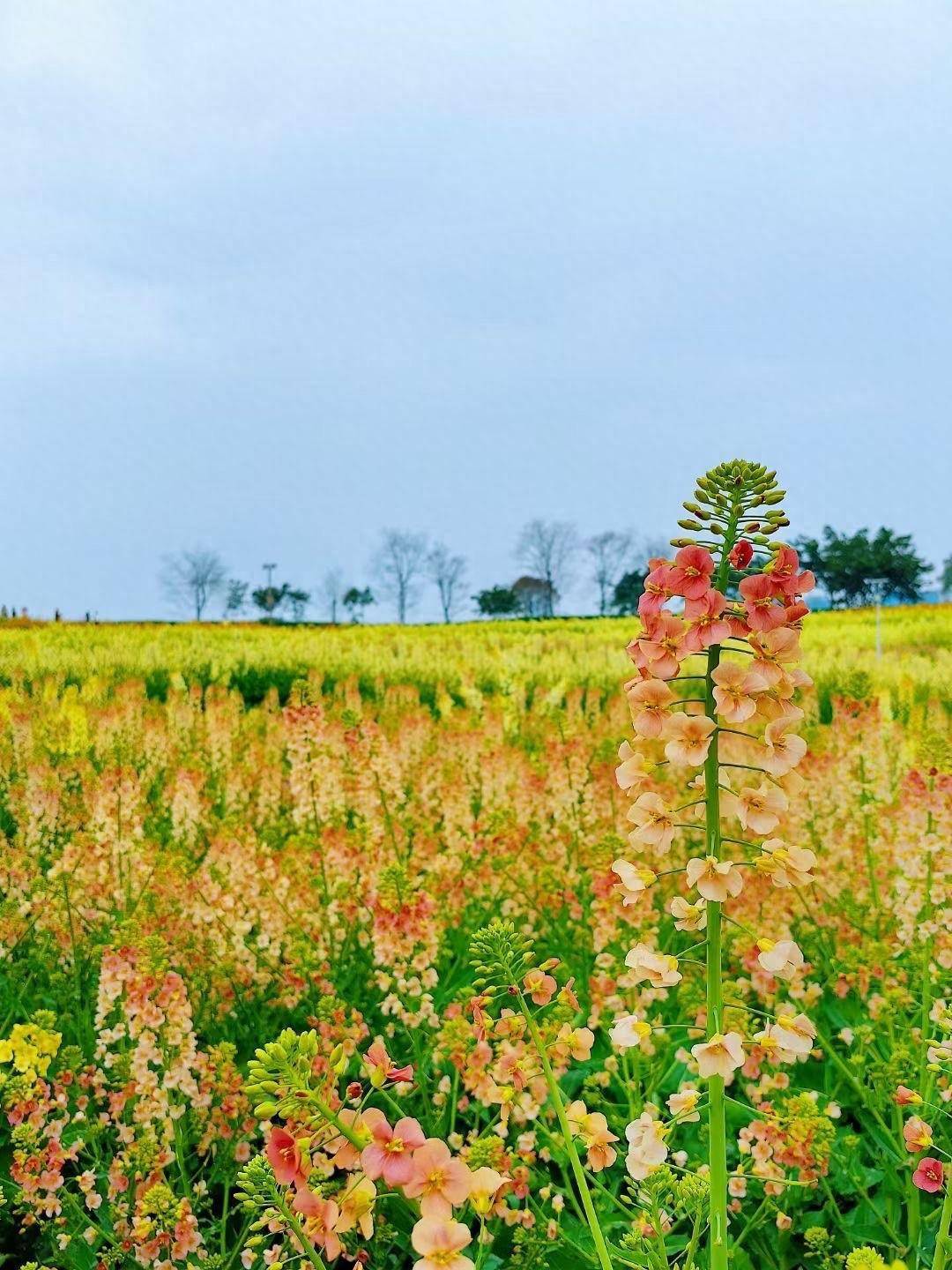 清明节赏花游火爆 机票、酒店搜索热度高