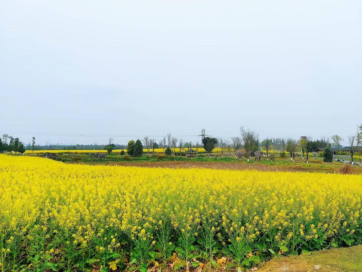 清明节赏花游火爆 机票、酒店搜索热度高