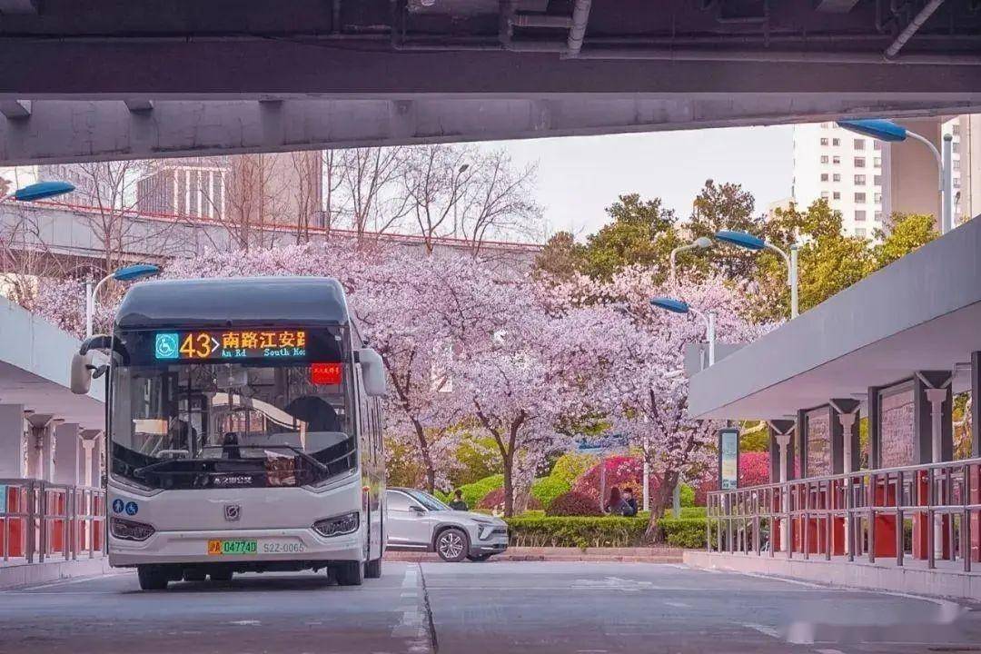 搜索热度上涨超4倍，赏花踏青游将迎热潮