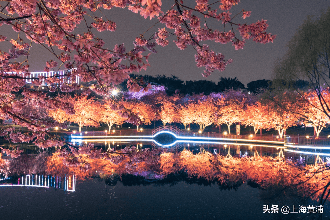 搜索热度上涨超4倍，赏花踏青游将迎热潮