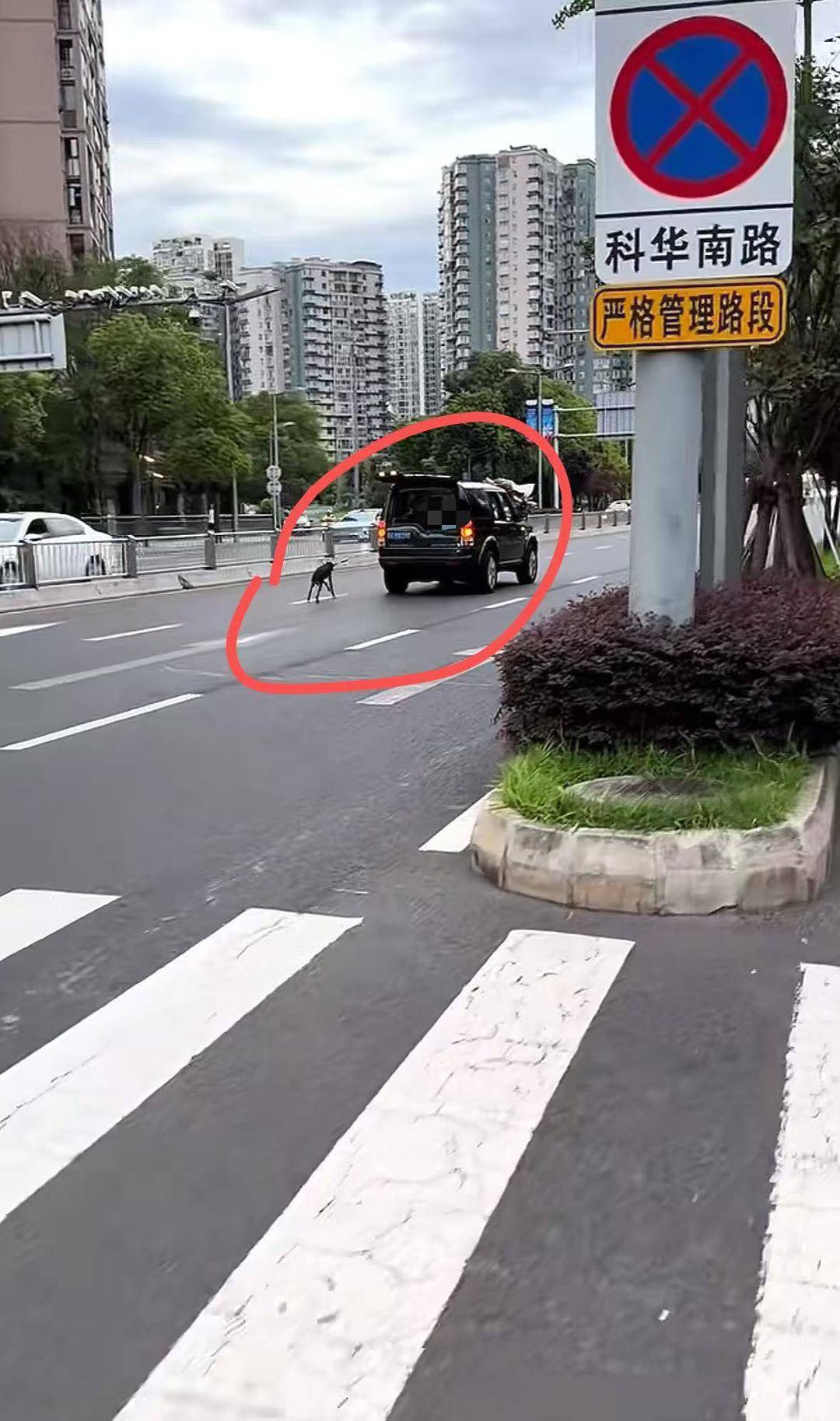 成都街头有人边开车边“遛狗” 拍摄者：事发主干道，担心带来交通隐患