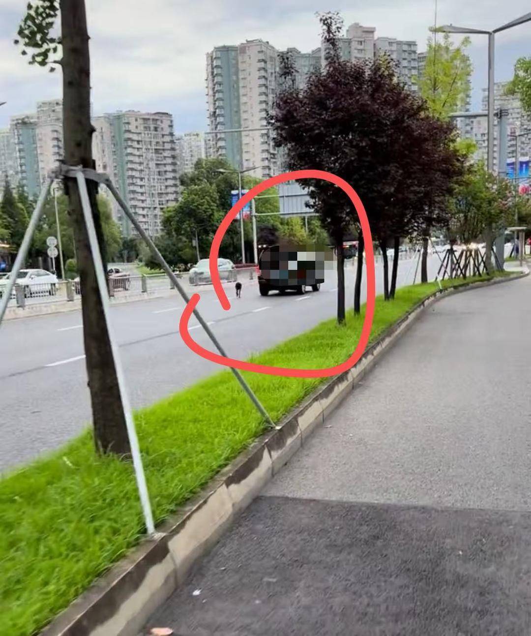 成都街头有人边开车边“遛狗” 拍摄者：事发主干道，担心带来交通隐患