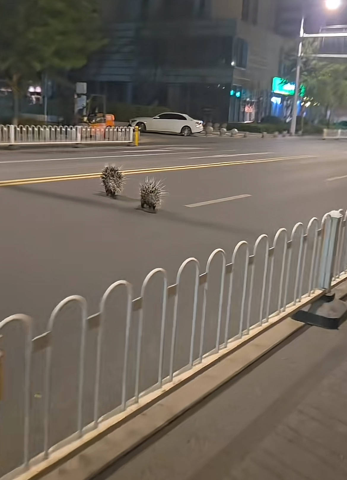 南京街头现两只豪猪横穿马路在人行道上狂奔,当地:有人报过警没抓着,现在应该跑远