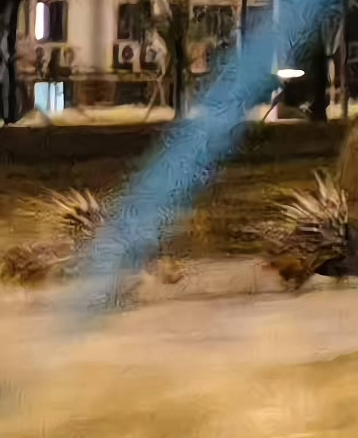 南京街头现两只豪猪横穿马路在人行道上狂奔,当地:有人报过警没抓着,现在应该跑远