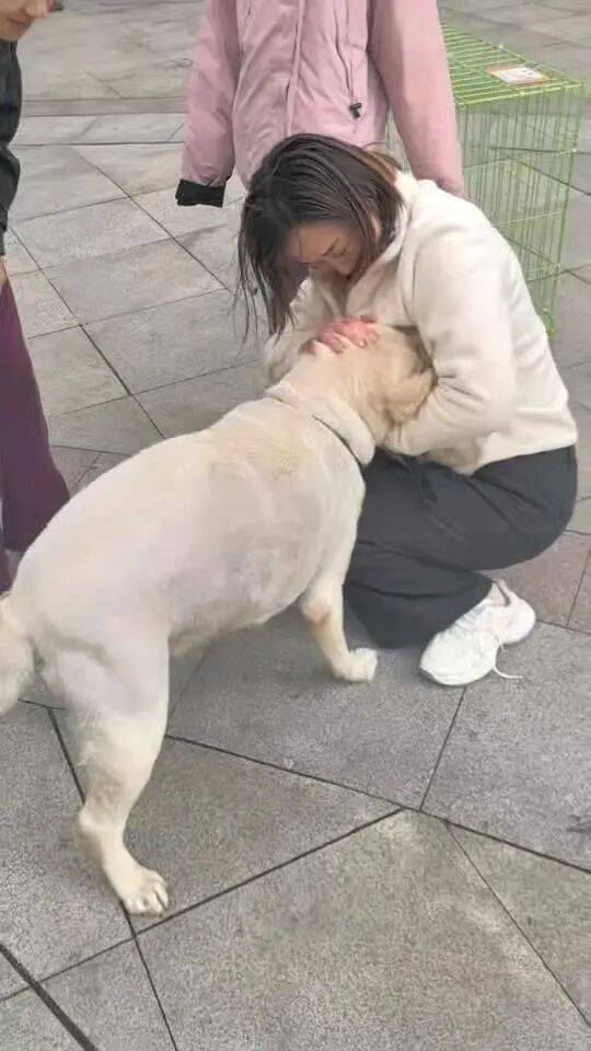 青岛一只拉布拉多犬走失三月后,长沙街头被网友发现并收留,目前犬只已被送回犬主身边